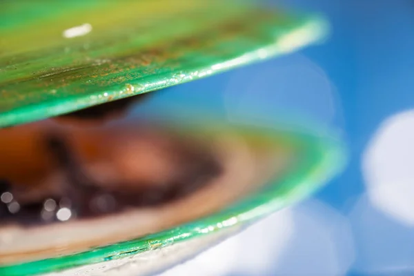 Detailed Closeup Macro Photo Fresh Raw Green Lipped Mussel New — Stock Photo, Image