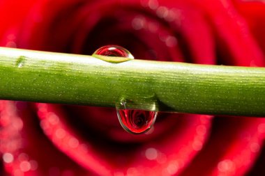 Kırmızı bir gülün detaylı makro yakın çekim dokusu