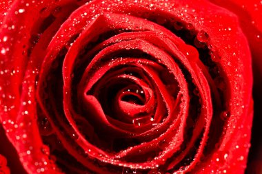 Kırmızı bir gülün detaylı makro yakın çekim dokusu