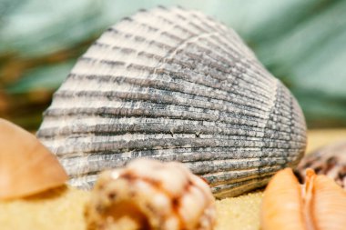 Deniz kabuklarının detaylı yakın çekim makro fotoğrafı