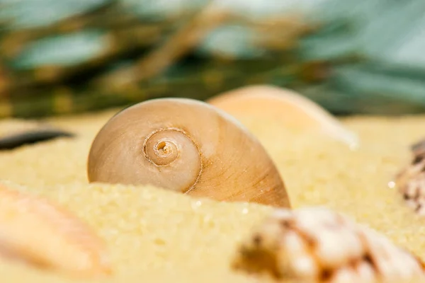 Detailed Closeup Macro Photo Seashells — Stock Photo, Image
