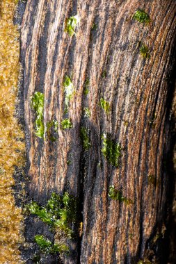 Woody Point, Queensland sahilinde bulunan çürümüş ahşabın detaylı yakın plan fotoğrafı..