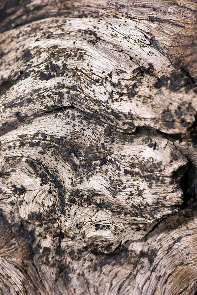 Detaillierte Nahaufnahme Makroaufnahme Von Verrottetem Holz Das Strand Von Woody — Stockfoto