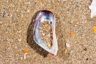 Deniz kabuklarının detaylı yakın çekim makro fotoğrafı