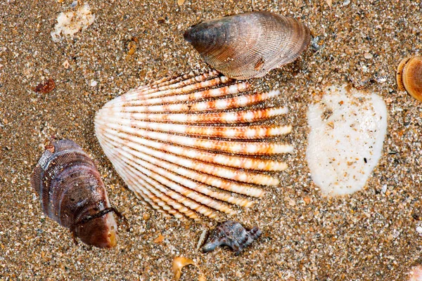 Detailed Closeup Macro Photo Seashells — Stock Photo, Image