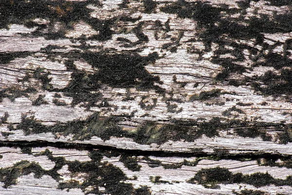 Detaillierte Nahaufnahme Makro Foto Von Holz Textur Hintergrund — Stockfoto