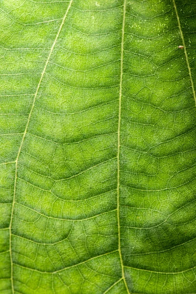 Detailed Closeup Macro Photo Leaf Nature Texture Background — Stock Photo, Image