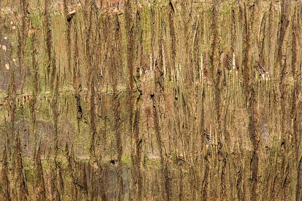 Detaillierte Nahaufnahme Makro Foto Von Holz Textur Hintergrund — Stockfoto
