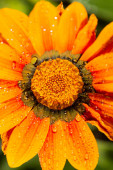Részletes közelkép makró fotó egy virág