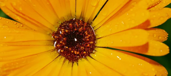 Closeup Macrofoto Detalhada Uma Flor — Fotografia de Stock