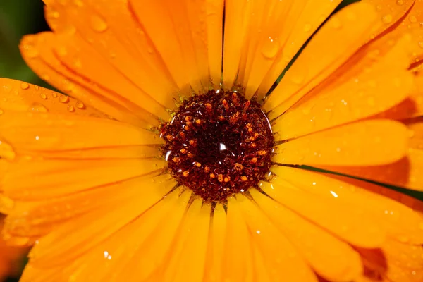 一朵花的详细特写宏观图片 — 图库照片