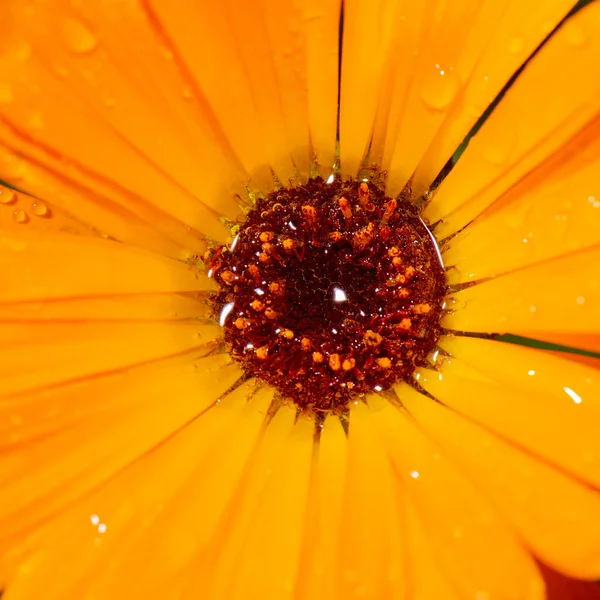 Closeup Macrofoto Detalhada Uma Flor — Fotografia de Stock