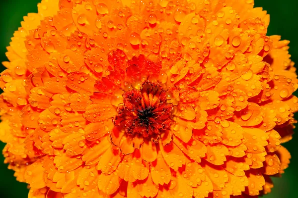 Részletes Közelkép Makró Fotó Egy Virág — Stock Fotó