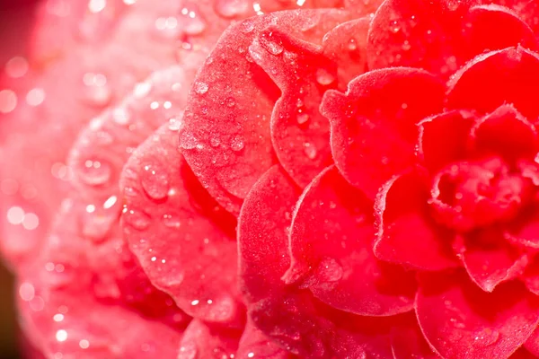 Photo Camellia Japonica Detailed Closeup Flower Background — Stock Photo, Image