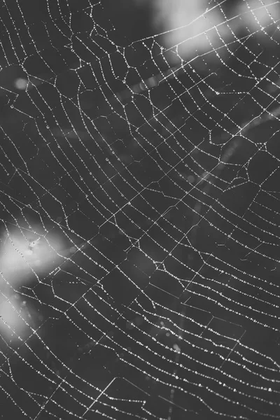 Photo of a spider web with water droplets, detailed closeup creepy background.