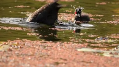 Karanlık bataklık tavuğu ebeveyni ve civciv gölde akşam yemeği yiyorlar..