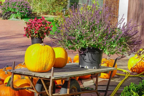 Happy Halloween or Thanksgiving card background, Aster (genus).