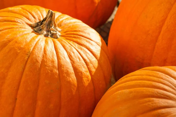 Happy Halloween or Thanksgiving card background - pile of large orange pumpkins.