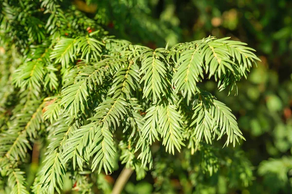 Evergreen tree close up. Yew tree. Green natural pattern. Taxus baccata.