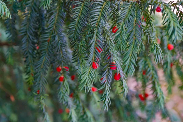 Evergreen tree close up. Yew tree. Green natural pattern. Taxus baccata.