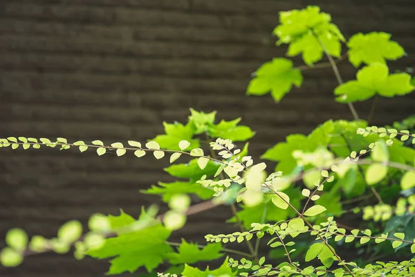 Natural green plants landscape, Closeup. Green leaves pattern background, Natural background and wallpaper