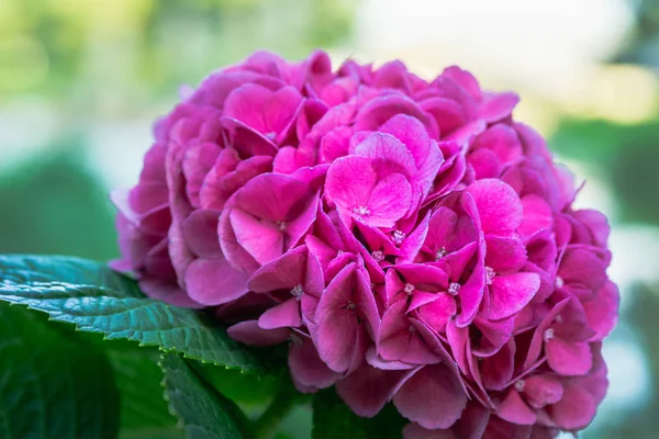 Beautiful Flower, Hydrangea Flowers, Hydrangea Macrophylla