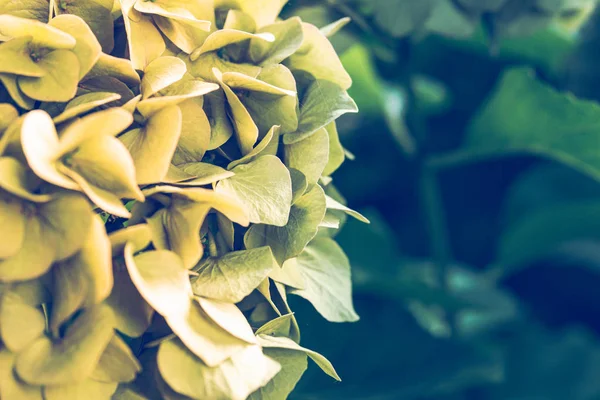 Beautiful Flower, Hydrangea Flowers, Hydrangea Macrophylla