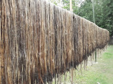 Çiğ kenevir lifleri güneşte kurumak için asılıyor. Assam, Hindistan 'da kenevir yetiştiriciliği. Jute altın iplik olarak bilinir. Sarımsı kahverengi doğal sebze lifinden..