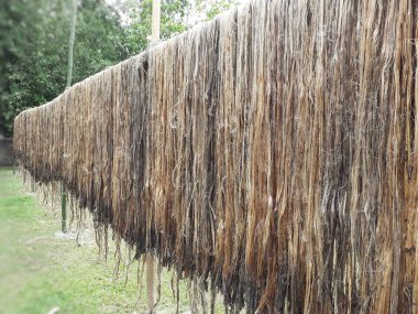 Çiğ kenevir lifleri güneşte kurumak için asılıyor. Assam, Hindistan 'da kenevir yetiştiriciliği. Jute altın iplik olarak bilinir. Sarımsı kahverengi doğal sebze lifinden..