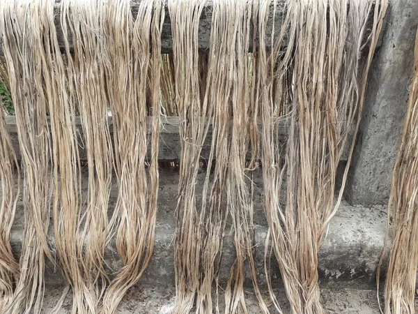 Raw jute fiber hanging for sun drying. Jute cultivation in Assam, India. Jute is known as the golden fiber. It is yellowish brown natural vegetable fiber.