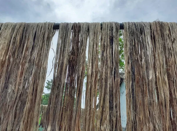 Raw jute fiber hanging for sun drying. Jute cultivation in Assam, India. Jute is known as the golden fiber. It is yellowish brown natural vegetable fiber.