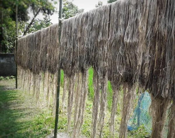 Raw jute fiber hanging for sun drying. Jute cultivation in Assam, India. Jute is known as the golden fiber. It is yellowish brown natural vegetable fiber.