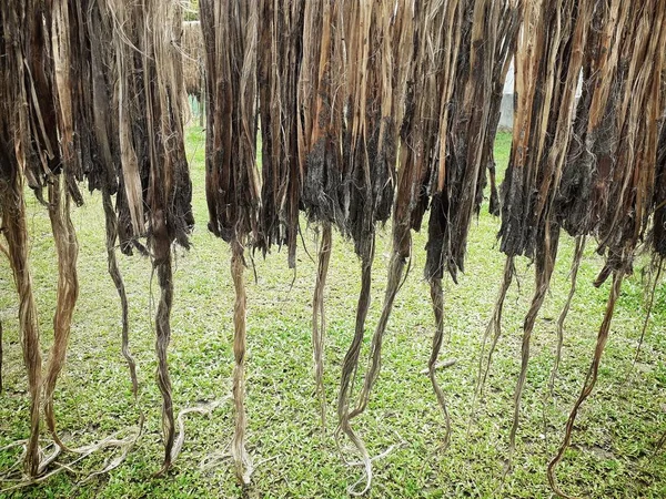 Raw jute fiber hanging for sun drying. Jute cultivation in Assam, India. Jute is known as the golden fiber. It is yellowish brown natural vegetable fiber.