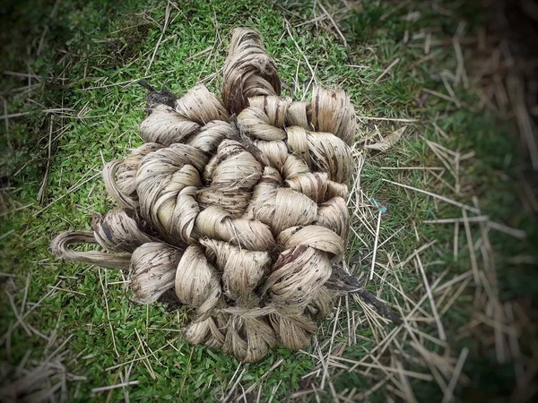 Fresh raw jute fiber on the green grass. Jute cultivation in Assam, India. Jute is known as the golden fiber. It is yellowish brown, natural vegetable fiber.