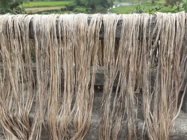 Raw jute fiber hanging for sun drying. Jute cultivation in Assam, India. Jute is known as the golden fiber. It is yellowish brown natural vegetable fiber.