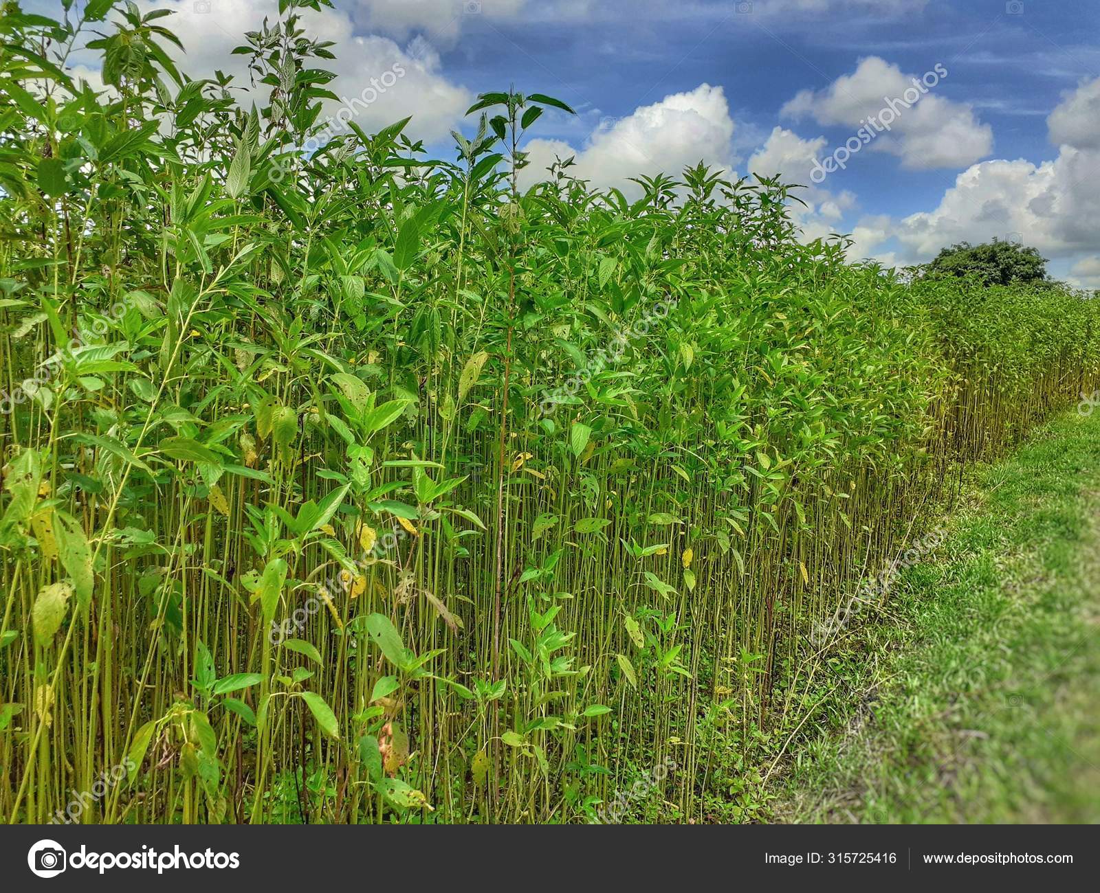 Green Jute Plants Field Jute Cultivation Assam India Jute Known Stock discover-wonderful-bangladesh-rivers-of-bangladesh-maps-of-bangladesh