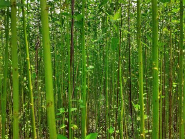 Yeşil kenevir bitkilerinin yakın plan görüntüsü. Assam, Hindistan 'da kenevir yetiştiriciliği. Jute altın iplik olarak bilinir..