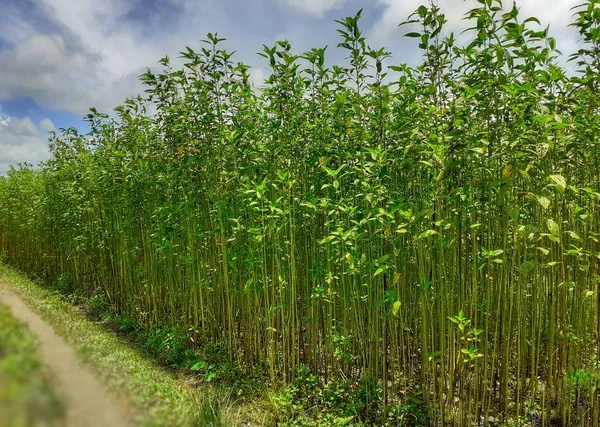 Groene Jute Planten Het Veld Juteteelt Assam India Jute Staat — Stockfoto