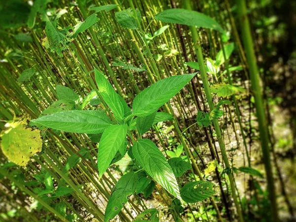 Green Jute Plant Leaves Jute Cultivation Assam India Jute Known — ストック写真