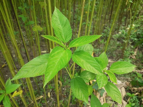 Hojas Yute Verde Cultivo Yute Assam India Yute Conocido Como —  Fotos de Stock