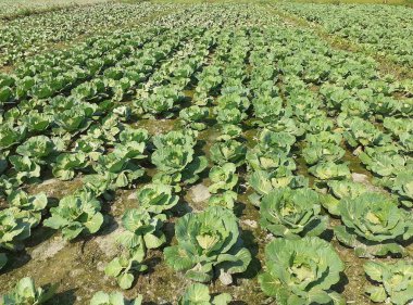 Tarladaki lahana bitkileri. Hindistan, Assam 'da lahana yetiştiriciliği. Yapraklı yeşil sebze resmi.