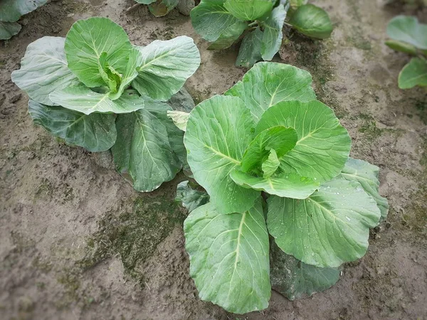 Kålväxter Fältet Kålodling Assam Indien Blad Grön Grönsak Bild — Stockfoto