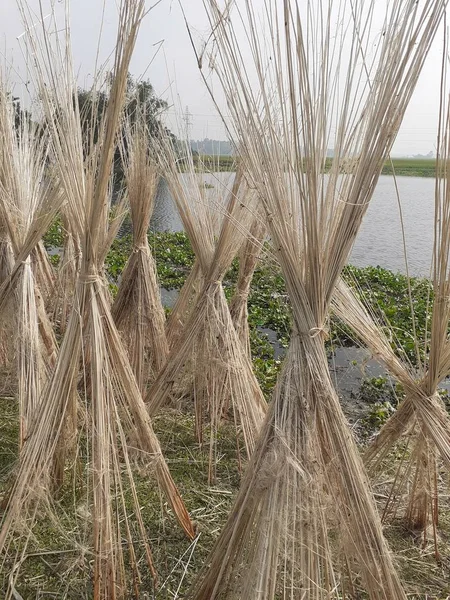 Talos Juta Colocados Para Secagem Sol Cultivo Juta Assam Índia — Fotografia de Stock