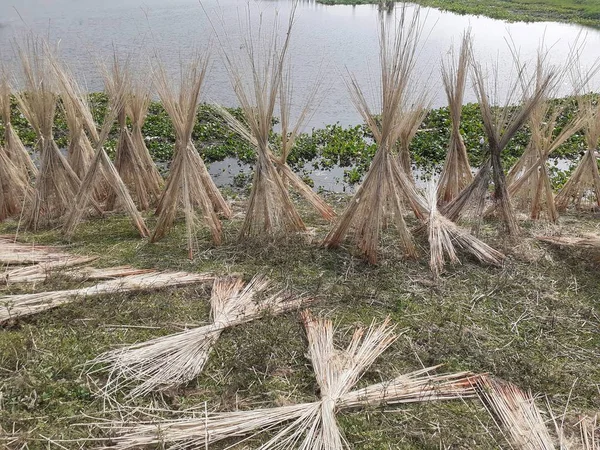 Jute Stengels Gelegd Voor Zon Drogen Juteteelt Assam India Droog — Stockfoto