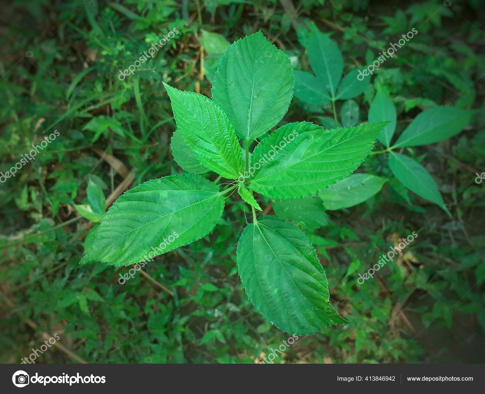 Green Jute Plant Leaves Top View Jute Cultivation Assam India Stock