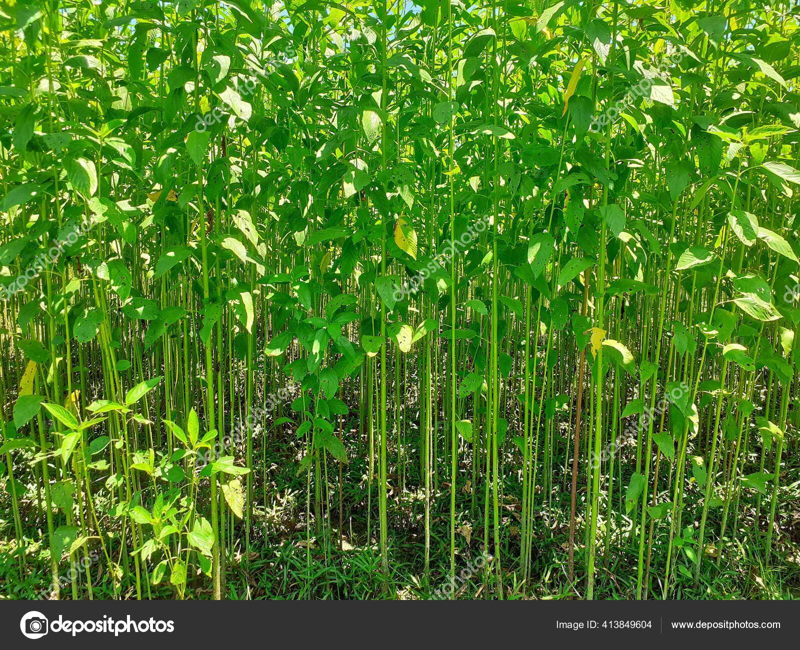 Jute Cultivation jute-cultivation