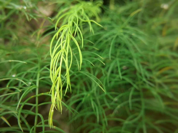 Shatavari Oder Spargel Racemosus Pflanze Und Weiche Blätter Ist Eine — Stockfoto