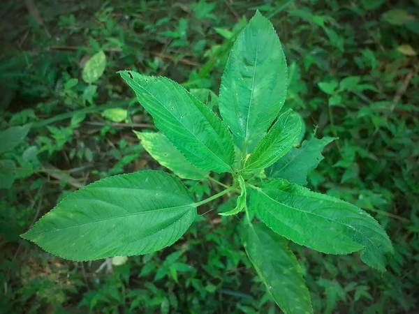 Planta Yute Verde Deja Vista Superior Cultivo Yute Assam India — Foto de Stock