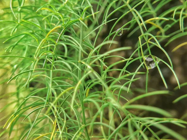 Shatavari Lub Szparagi Rośliny Racemosus Miękkie Liście Jest Roślina Używana — Zdjęcie stockowe