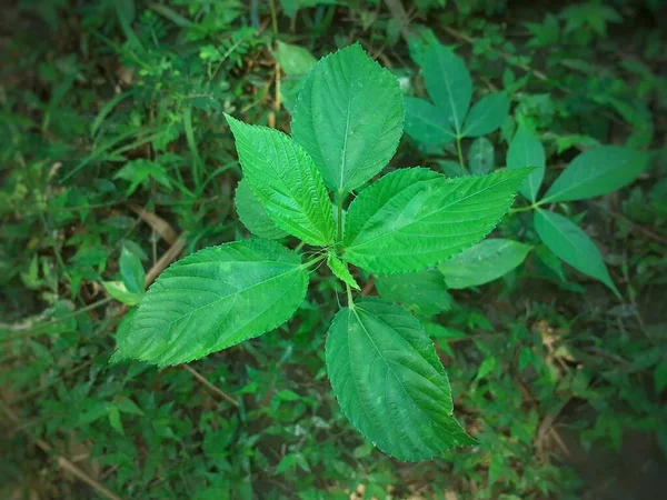 Zelená Juta Opouští Výhled Shora Pěstování Juty Assam Indii — Stock fotografie